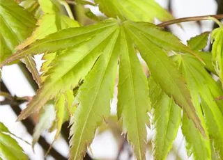 Acer palmatum 'Orange Dream'