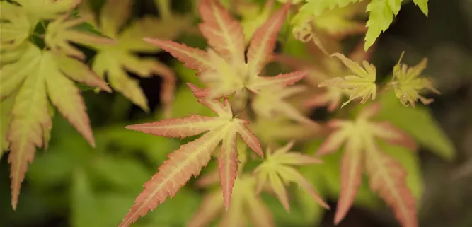 Acer palmatum 'Orange Dream'