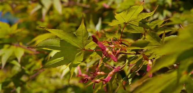 Acer palmatum 'Osakazuki'