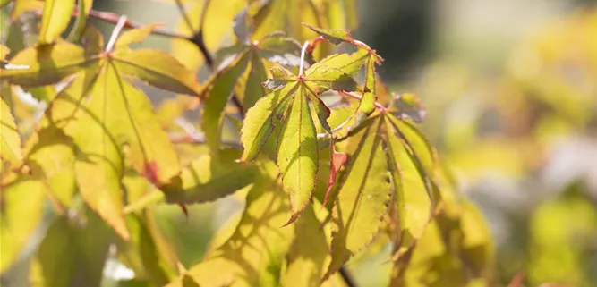 Acer palmatum 'Osakazuki'