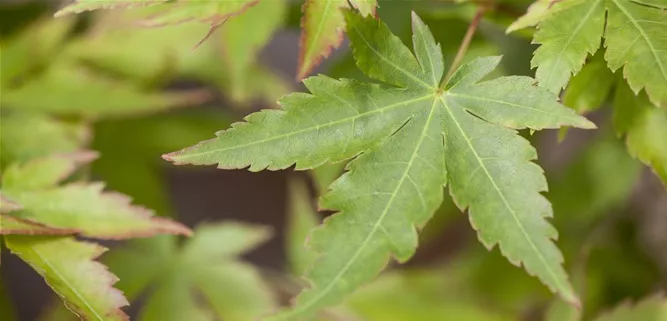 Acer palmatum 'Sangokaku'