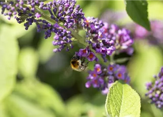 Buddleja davidii