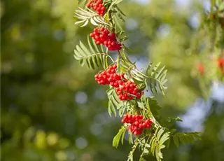 Sorbus aucuparia