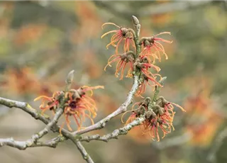 Hamamelis x intermedia 'Jelena'