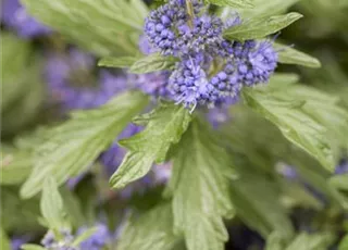 Caryopteris clandonensis 'Blue Balloon'®