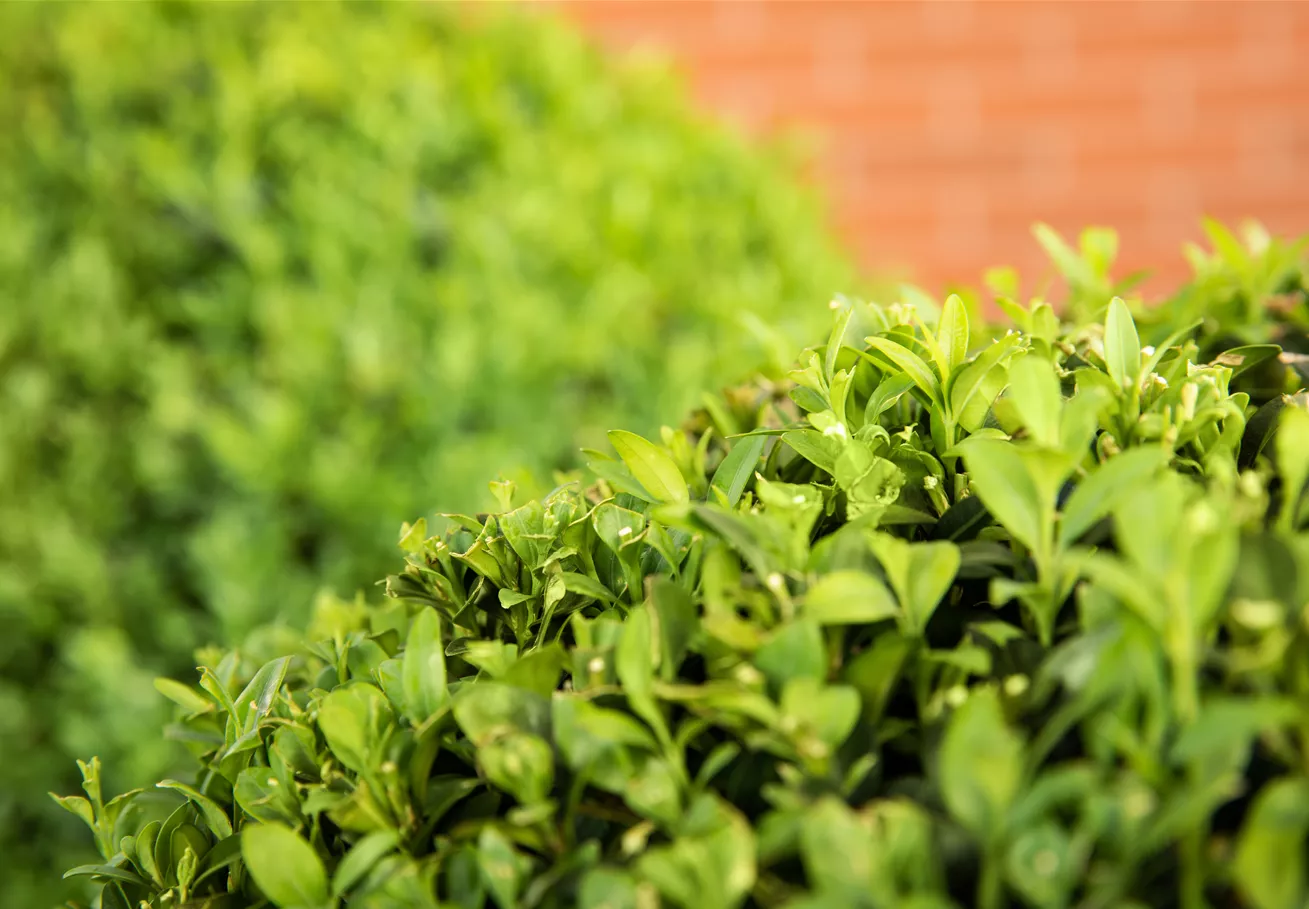 Ligustrum ovalifolium