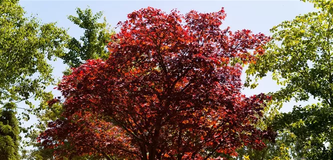 Acer palmatum 'Atropurpureum'