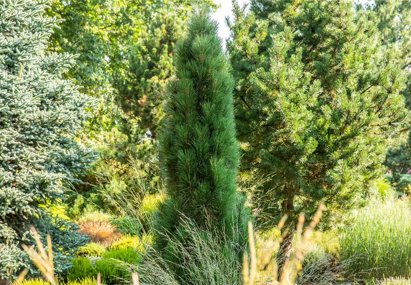 Pinus nigra 'Green Tower'