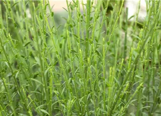 Cytisus scoparius 'Lena'