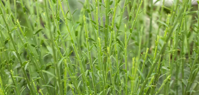 Cytisus scoparius 'Lena'