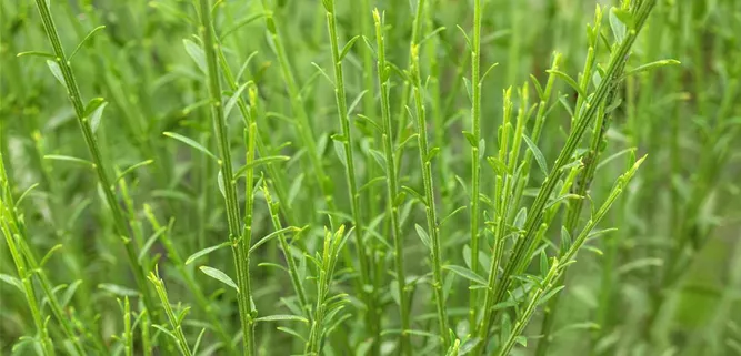 Cytisus scoparius 'Lena'