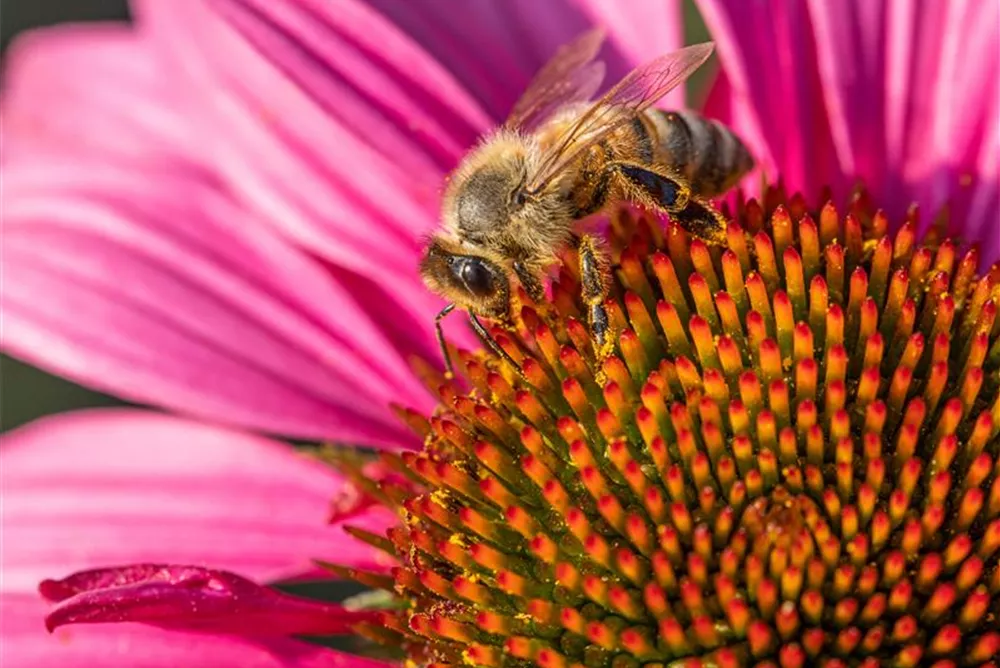 Biene auf Blüte