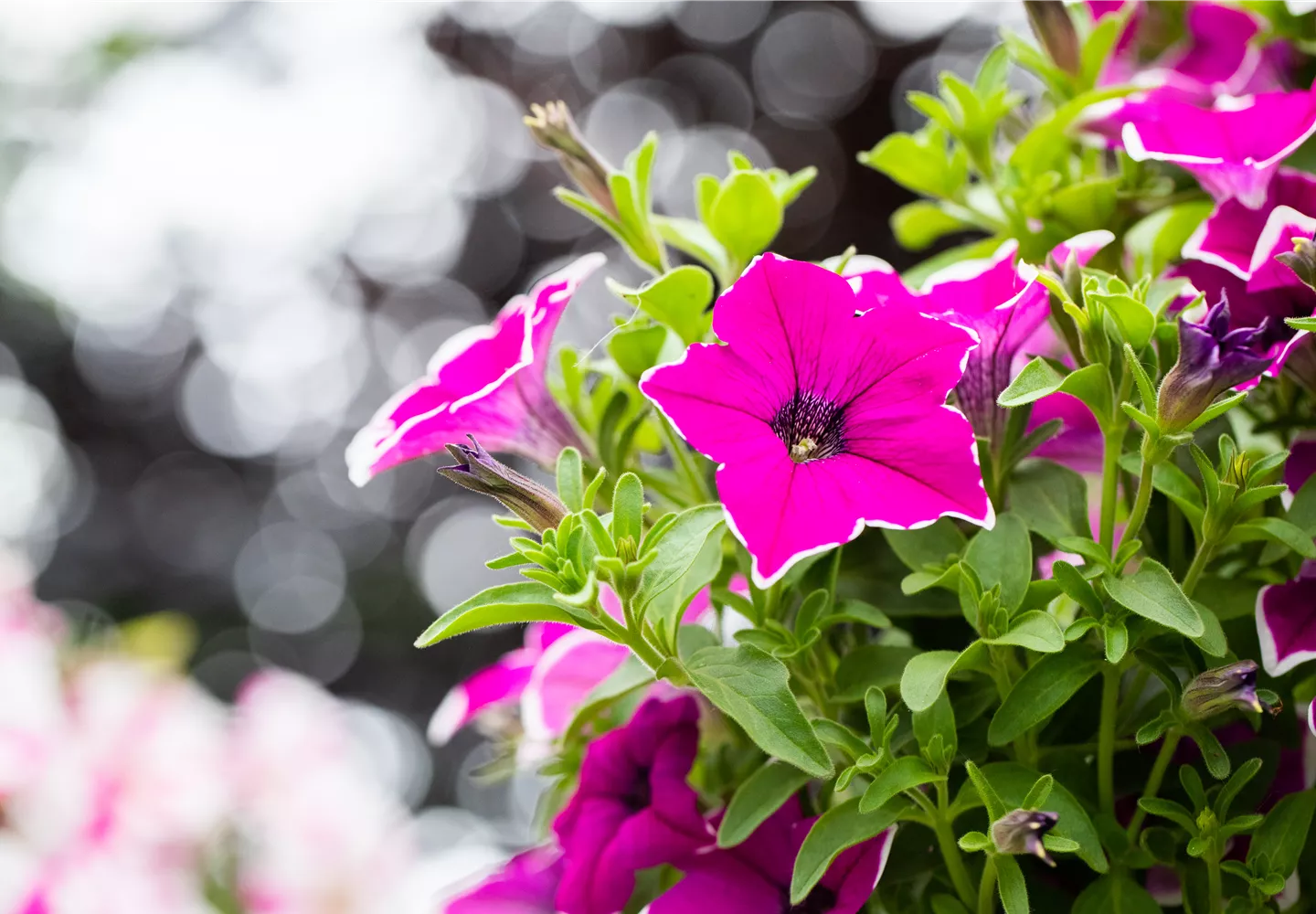 Petunia 'Surprise Magenta Halo'