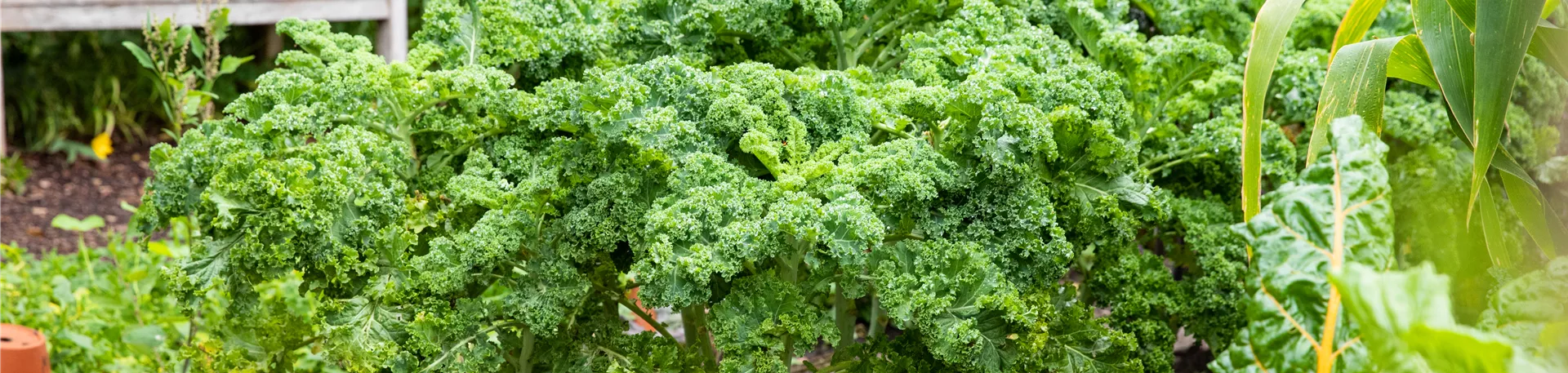 Brassica oleracea var. sabellica