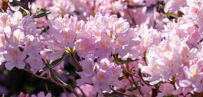 Rhododendron