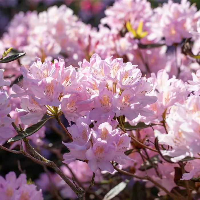 Rhododendron