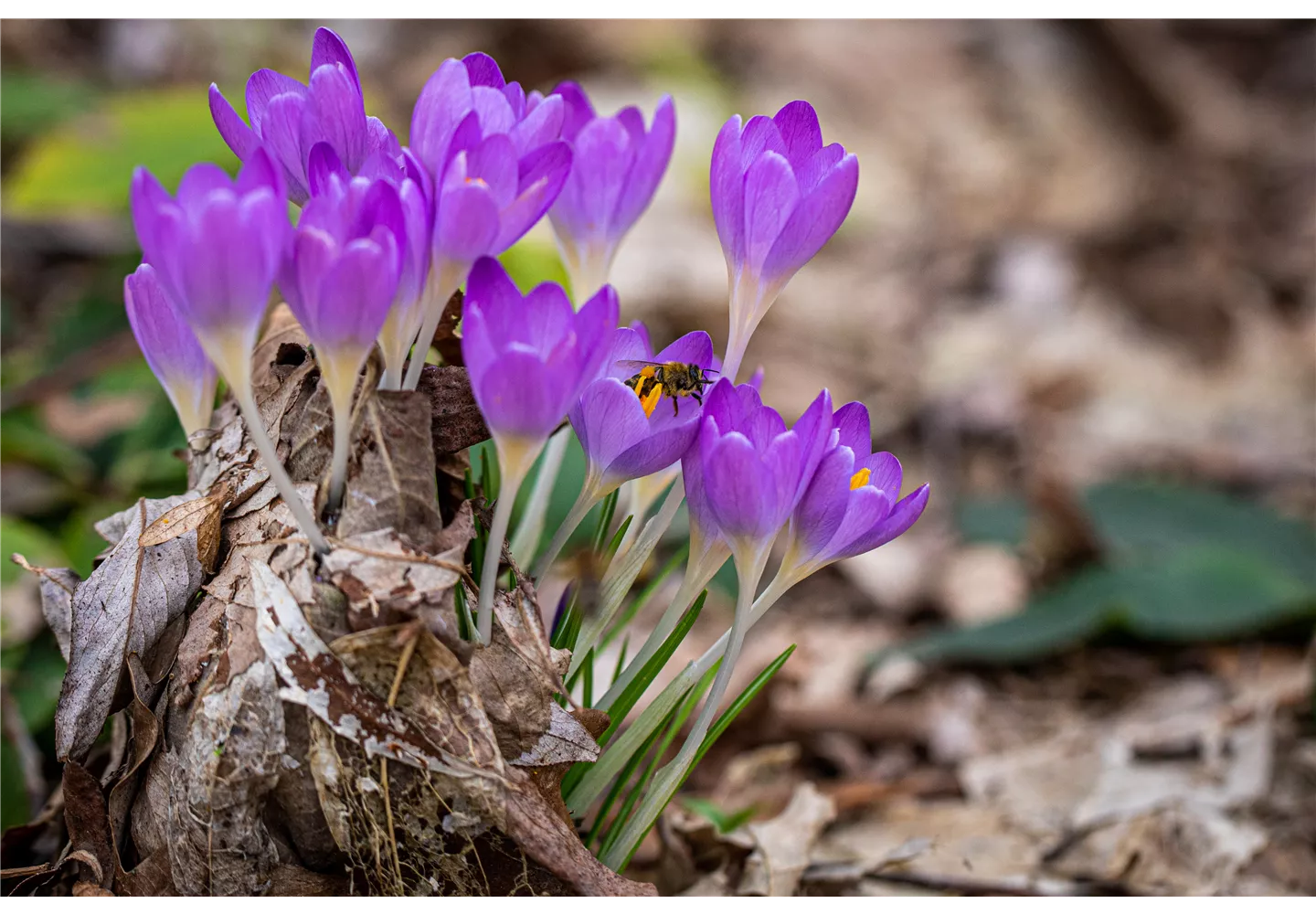 Biene auf Krokus