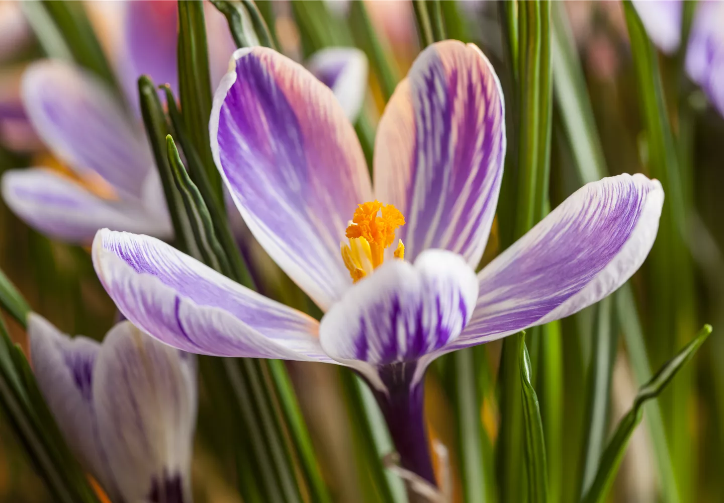 Crocus chrysanthus