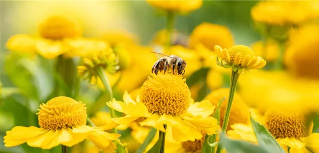 Biene auf Blüte