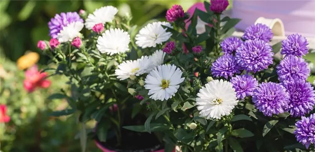 Aster novi-belgii