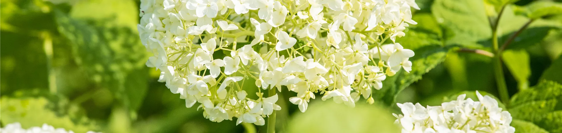 Hydrangea arborescens 'Annabelle'