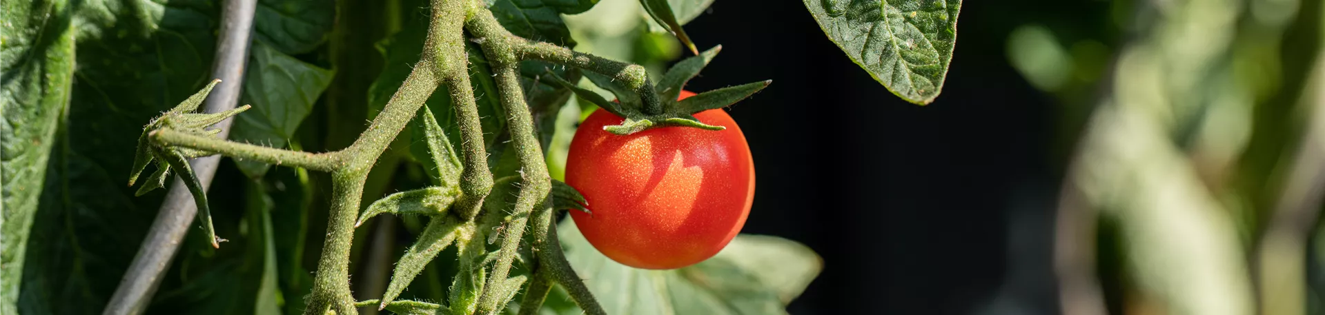 Solanum lycopersicum