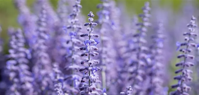 Perovskia atriplicifolia 'Lacey Blue'®