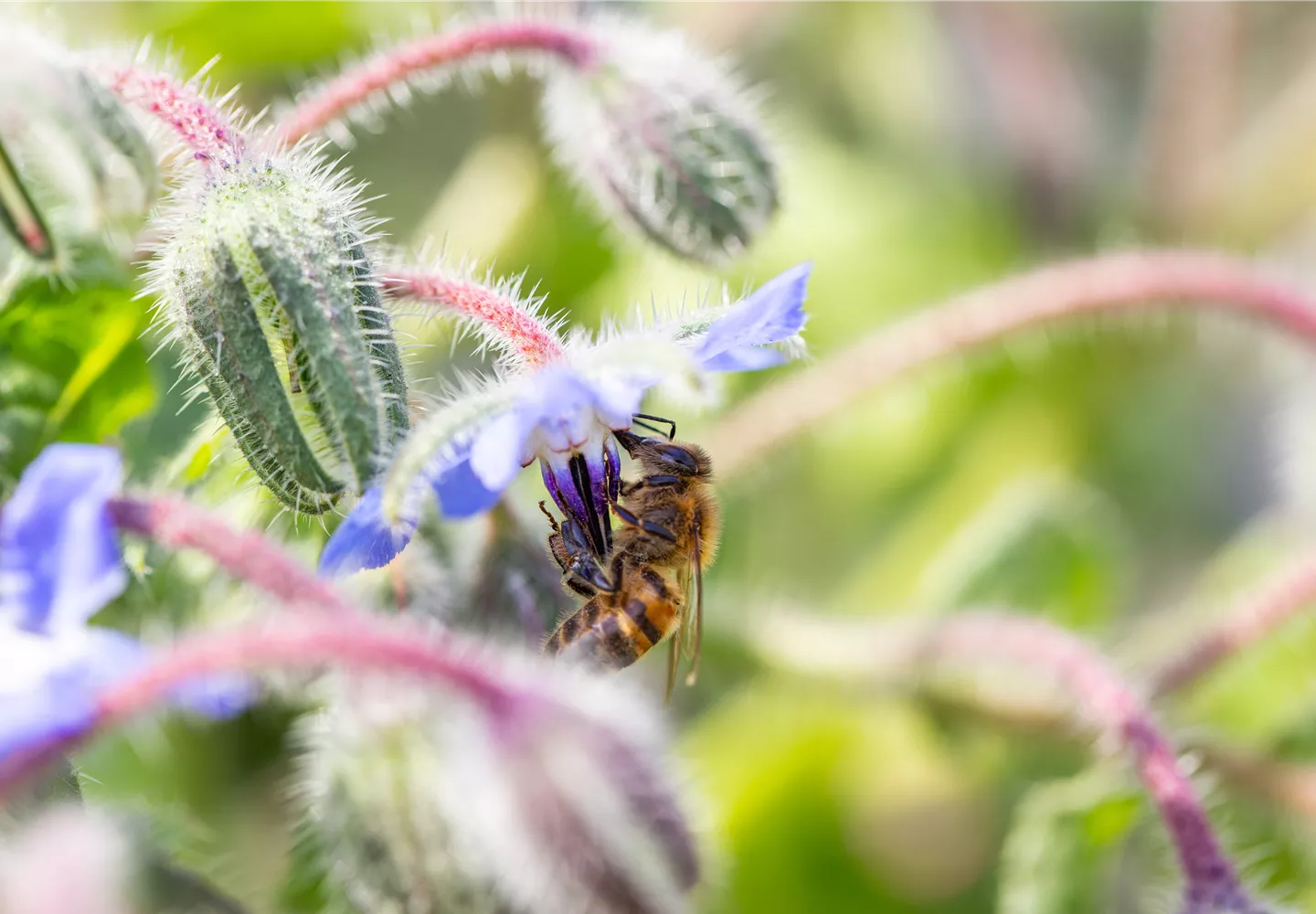 Borago officinalis