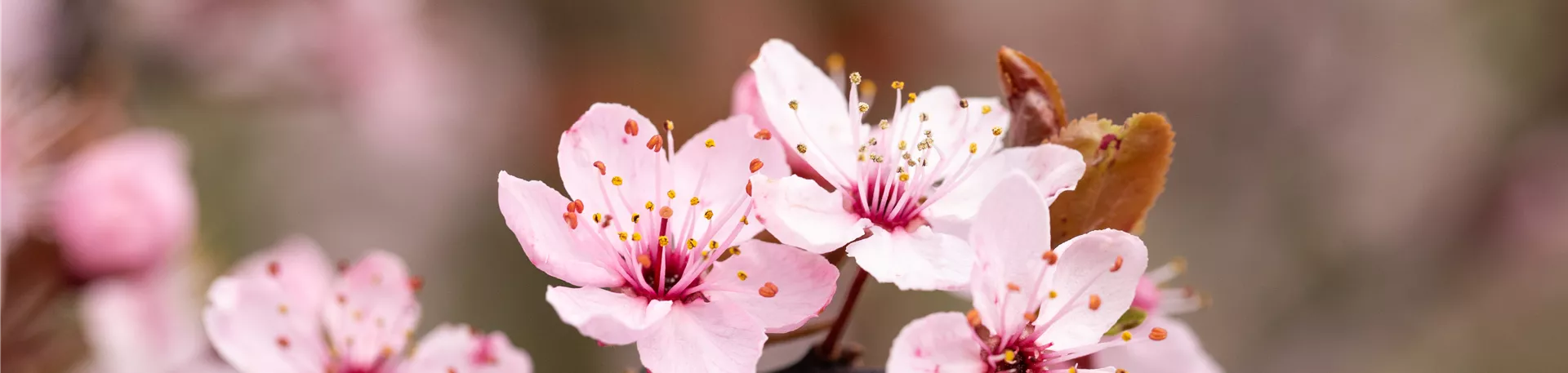 Prunus cerasifera 'Nigra'