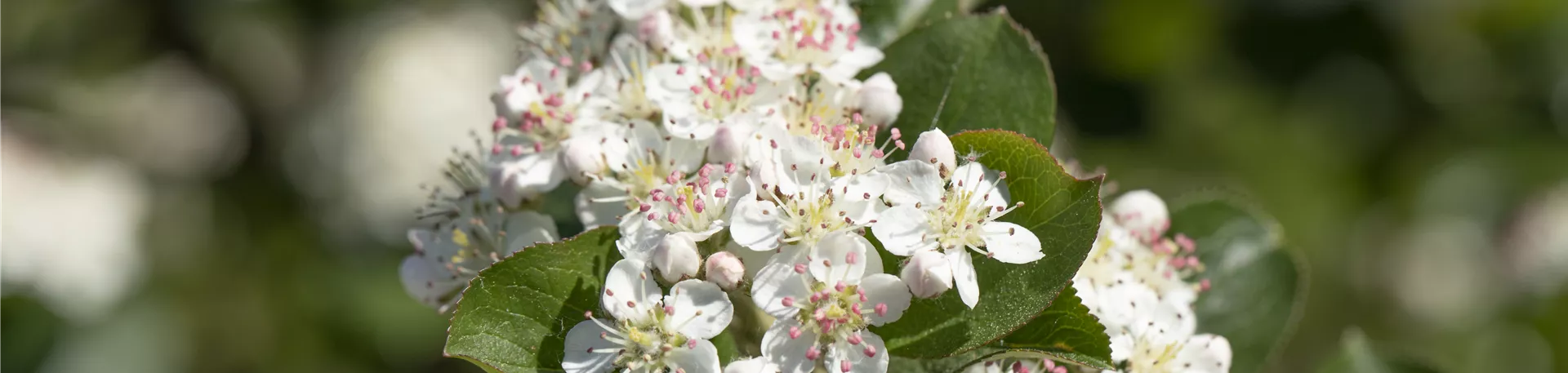 Aronia x prunifolia 'Viking'