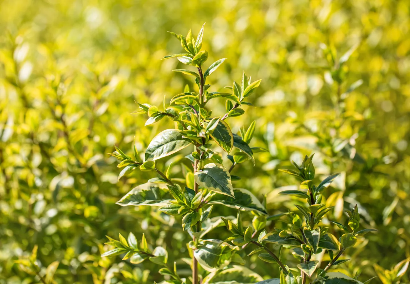 Ligustrum ovalifolium 'Aureum'