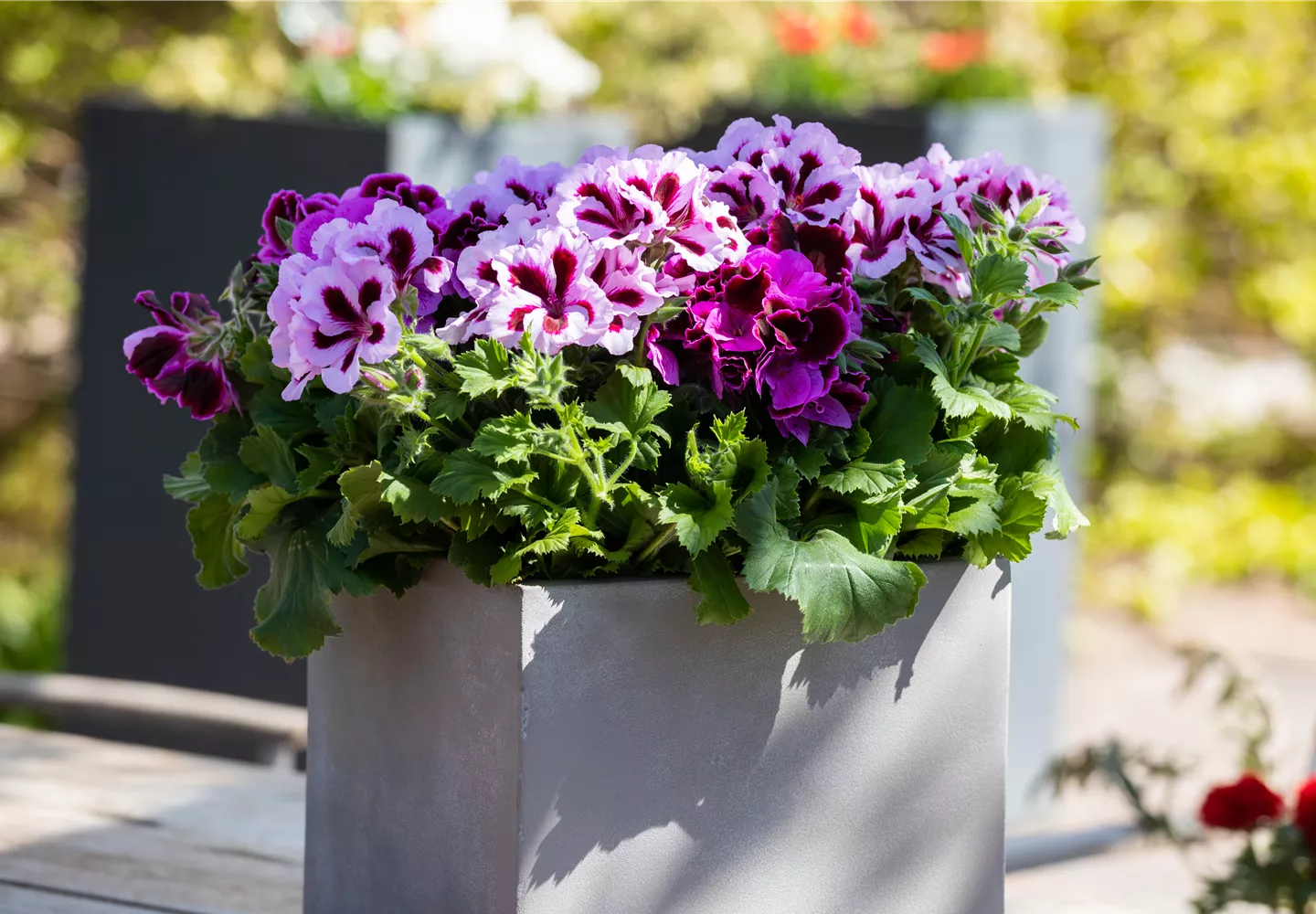 Bepflanzter Kübel im Gartenambiente