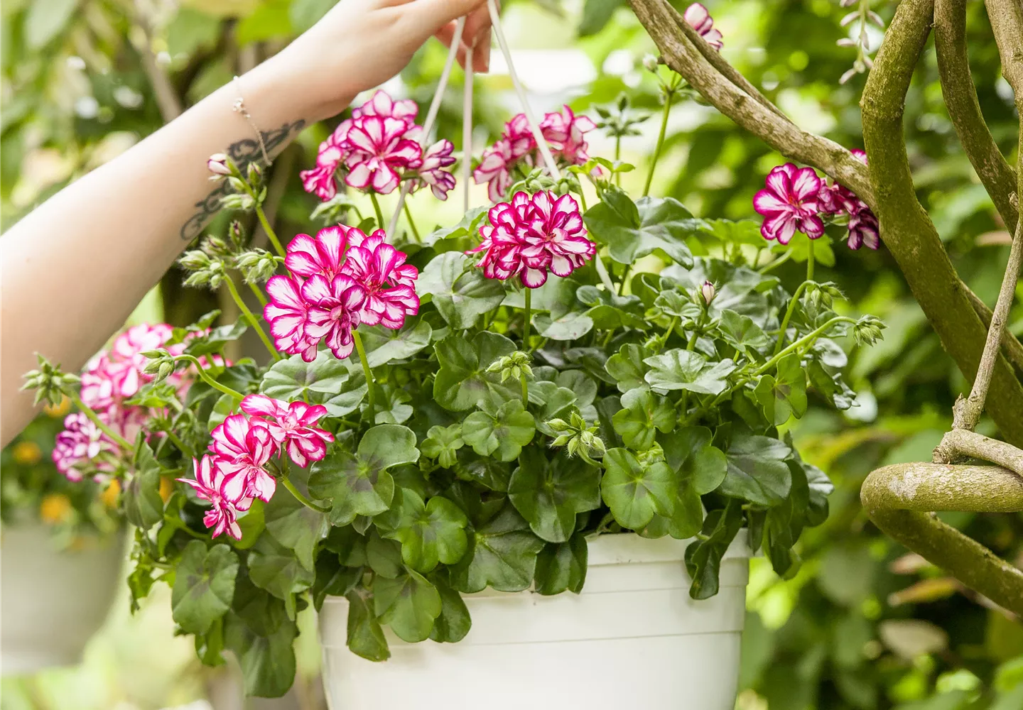 Pelargonium in einer Ampel