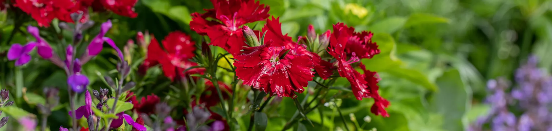 Dianthus barbatus SUMMER DIAMONDS