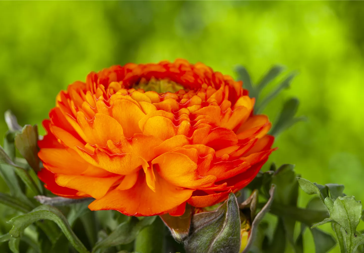 Ranunculus asiaticus, orange