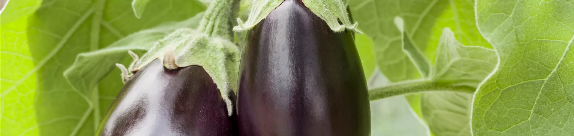 Solanum melongena