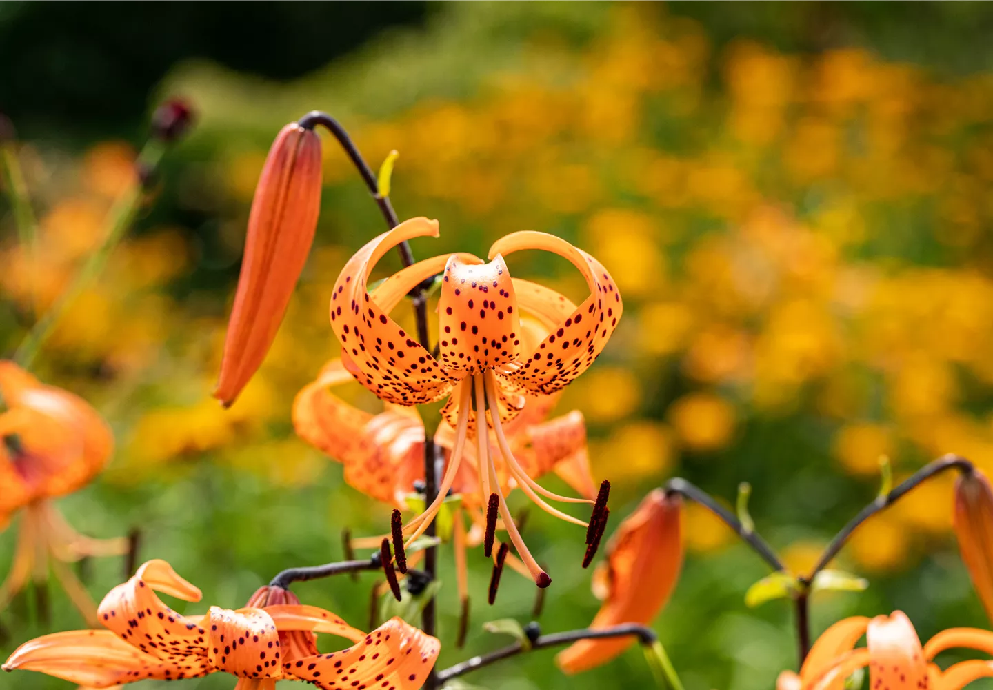 Lilium lancifolium