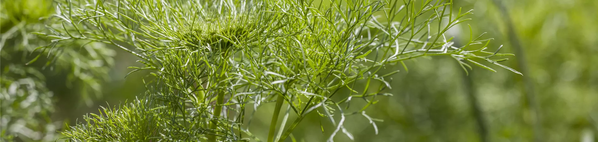 Anethum graveolens