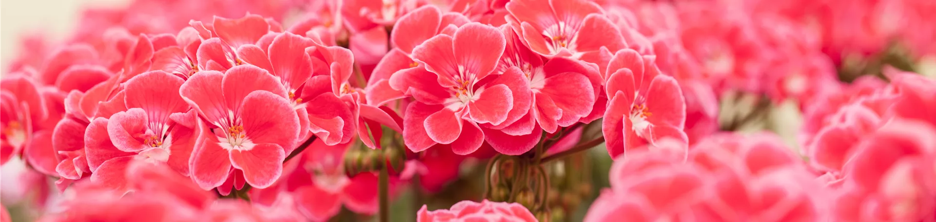 Pelargonium