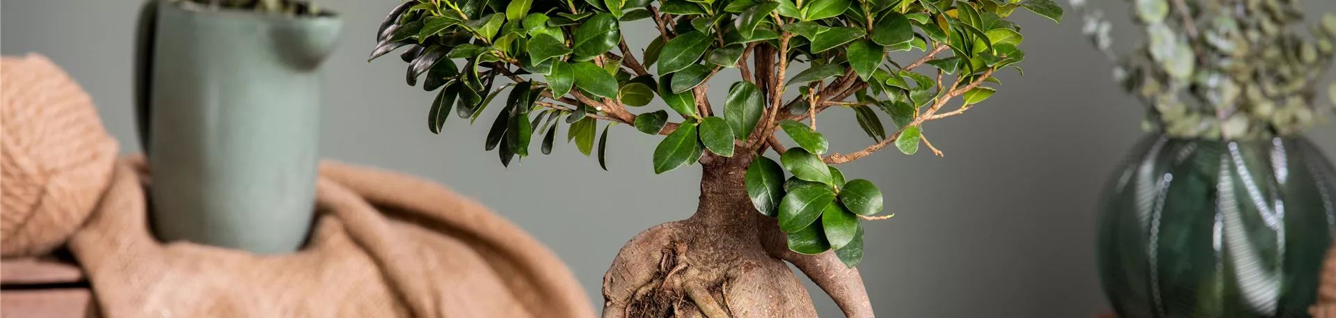 Ficus microcarpa