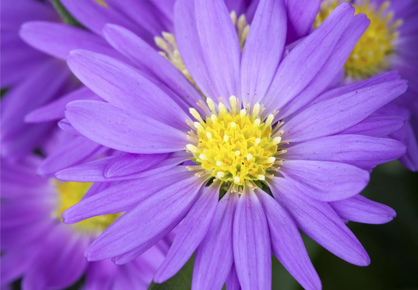 Aster