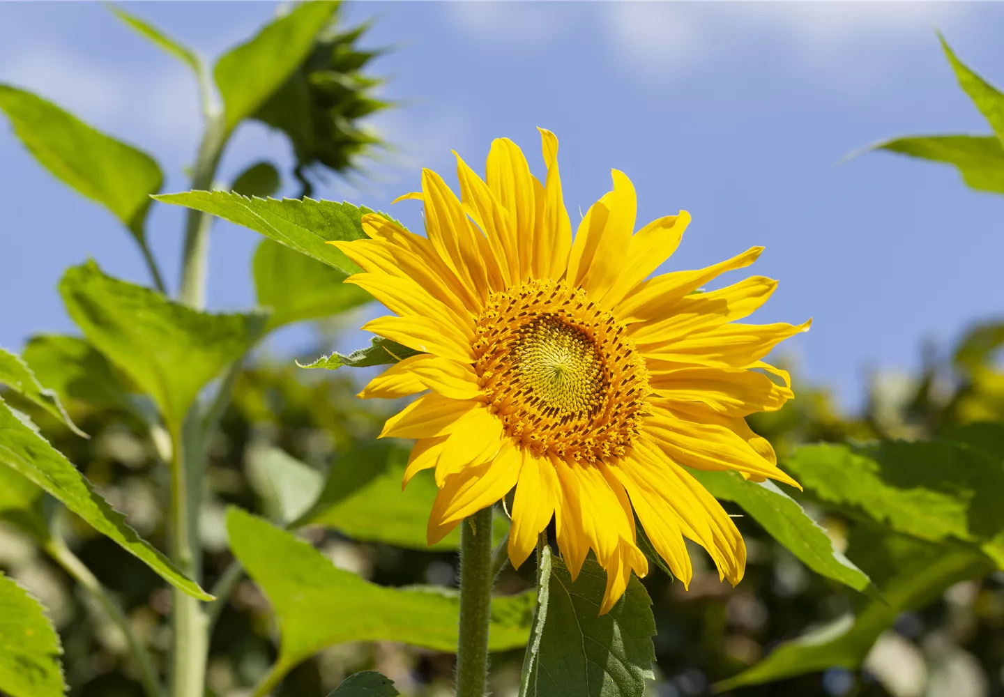 Helianthus annuus