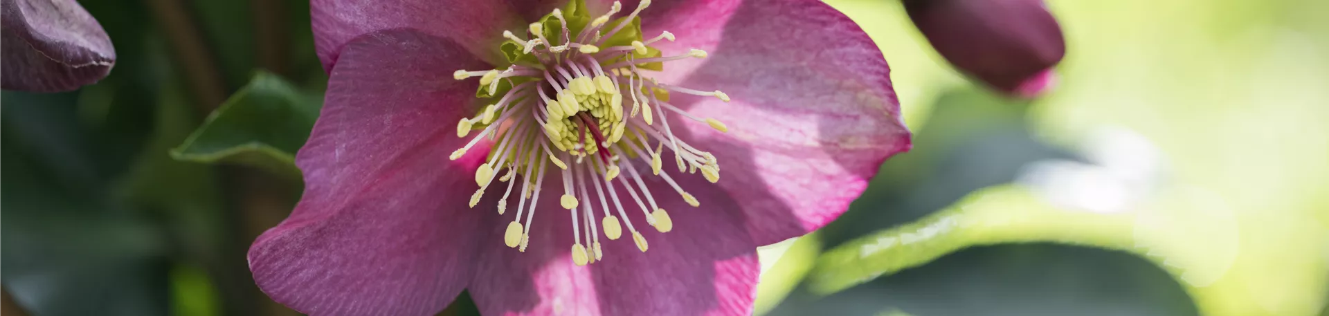 Helleborus x glandorfensis