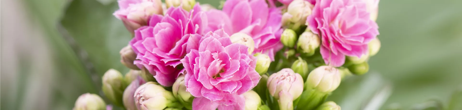 Kalanchoe blossfeldiana, gefüllt