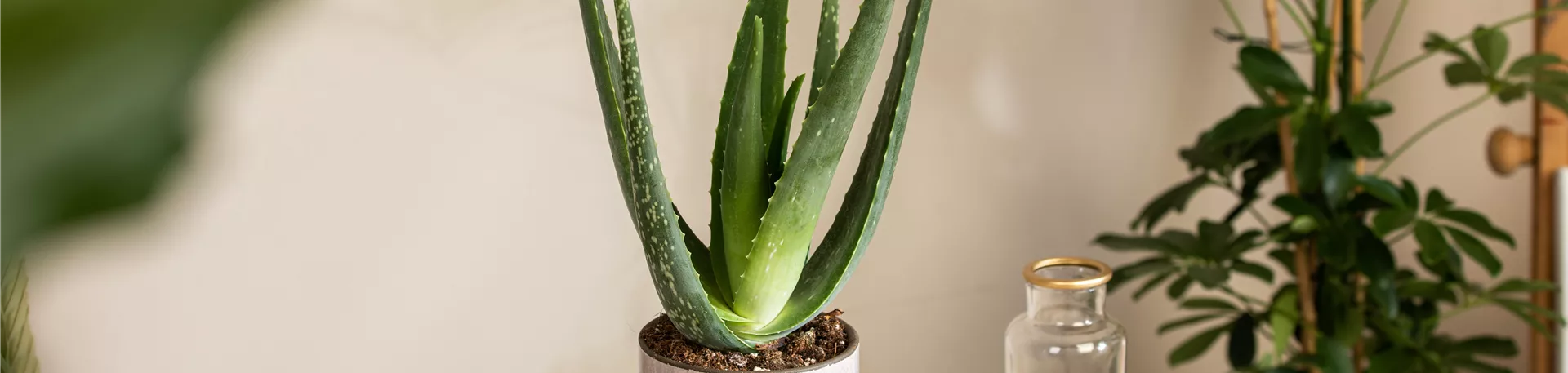 Aloe vera