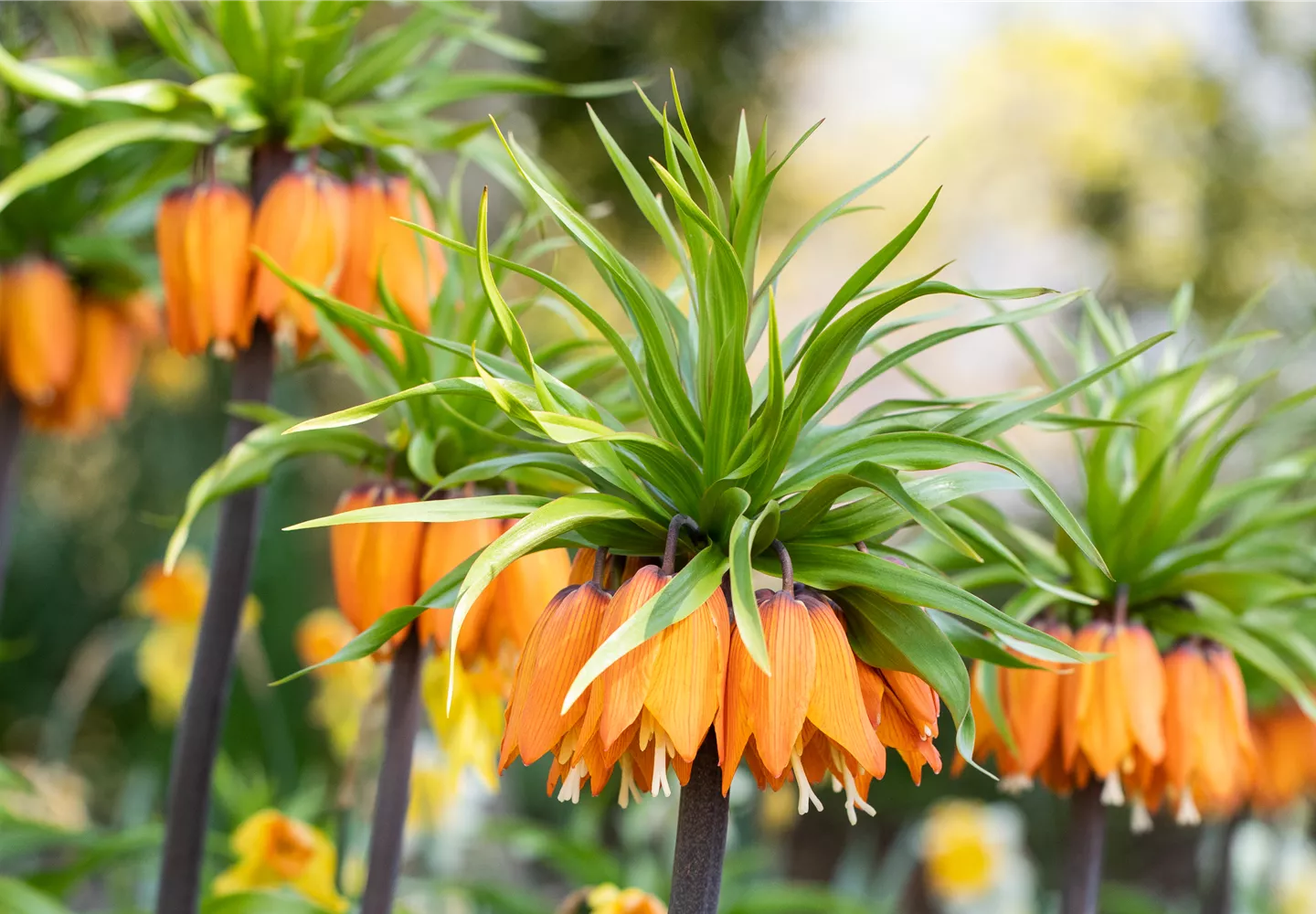 Fritillaria imperialis