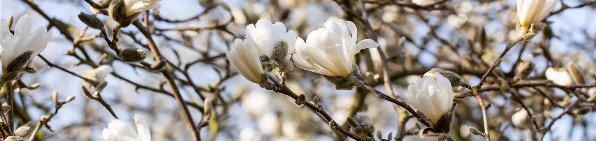 Magnolia stellata