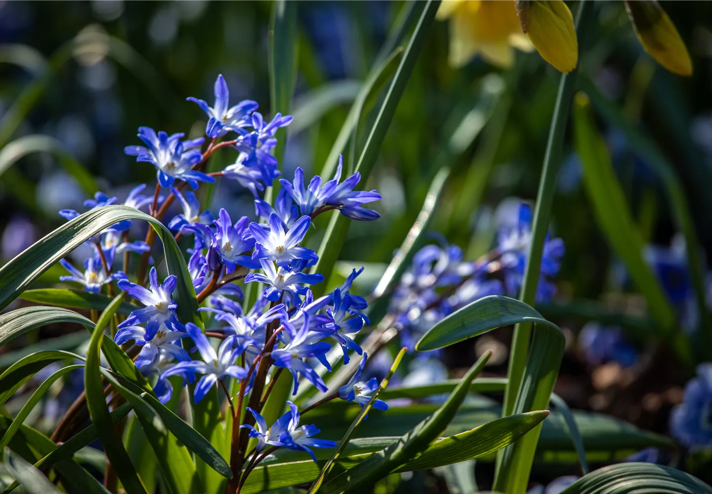 Scilla siberica