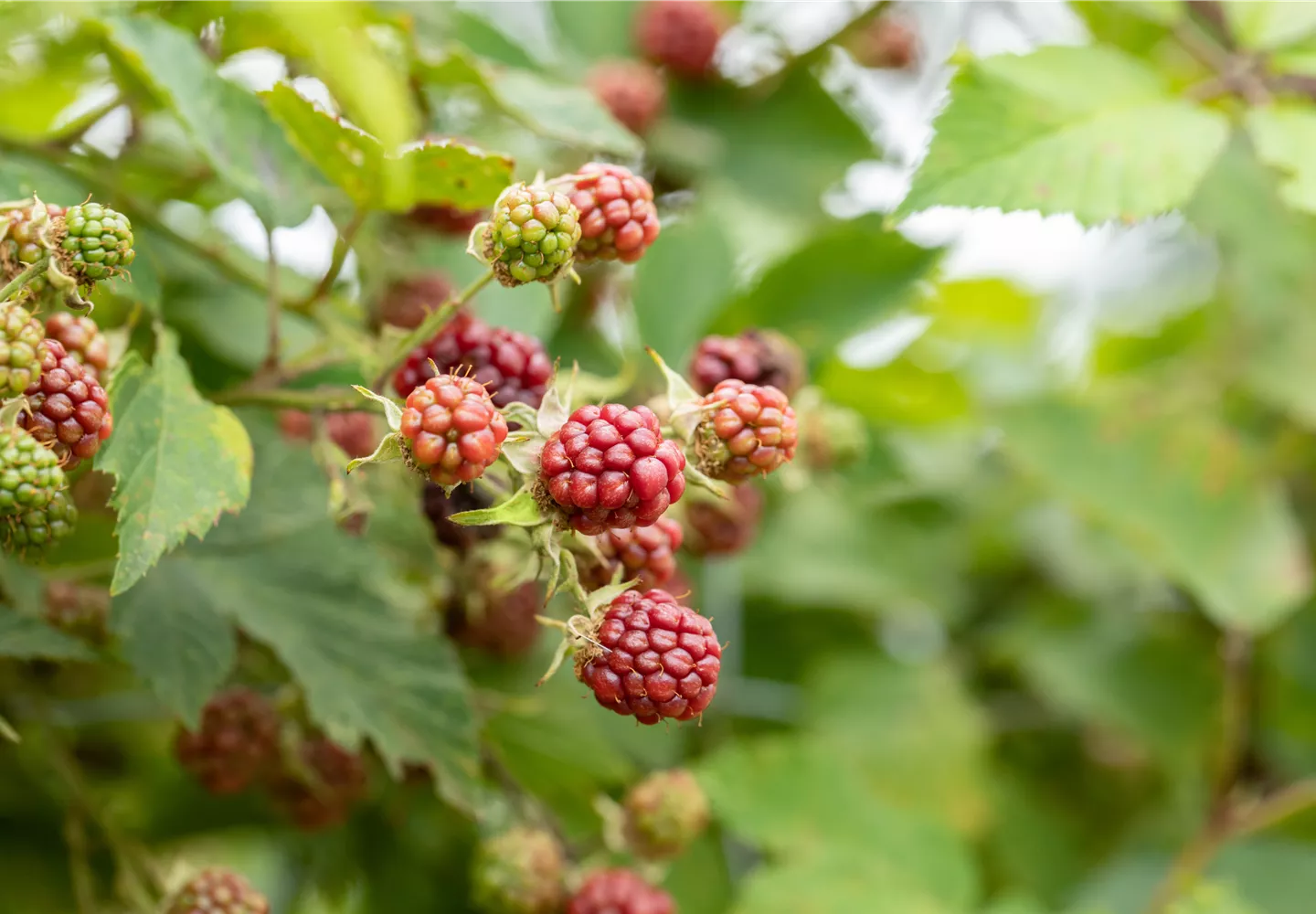 Reifende Brombeeren