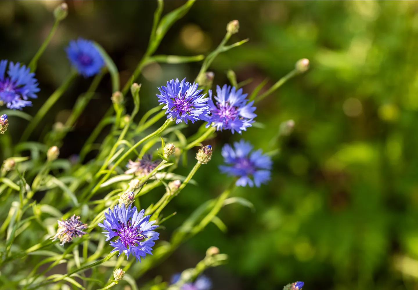 Centaurea cyanus, blau